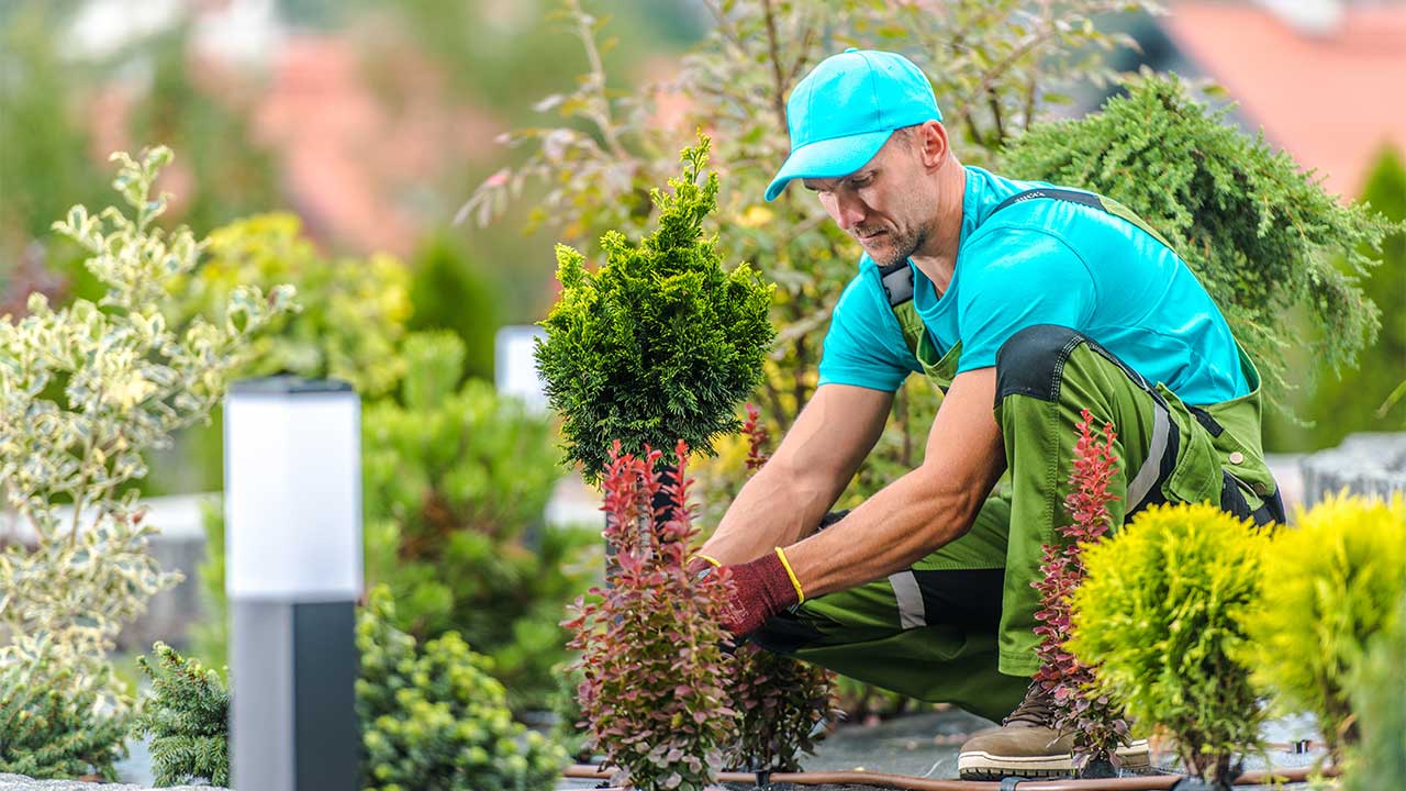 Gardener planting a tree sapling