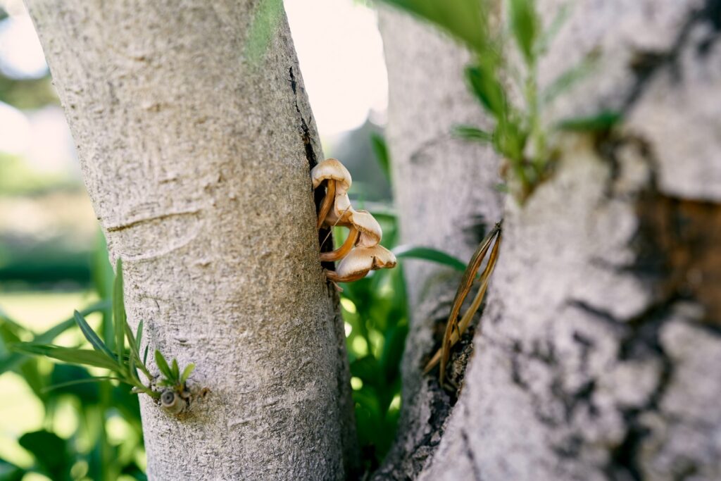 A tree with fungal growth showing signs of diseases, needing expert tree services.