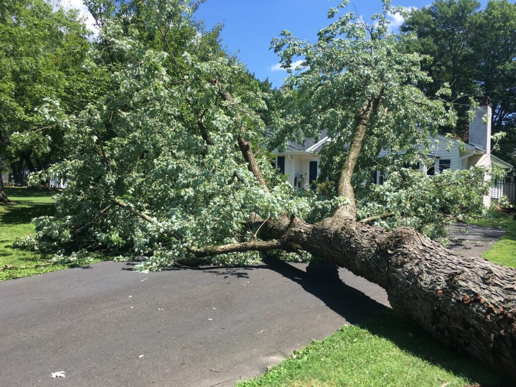 A fallen tree on a property after a storm requiring tree services.