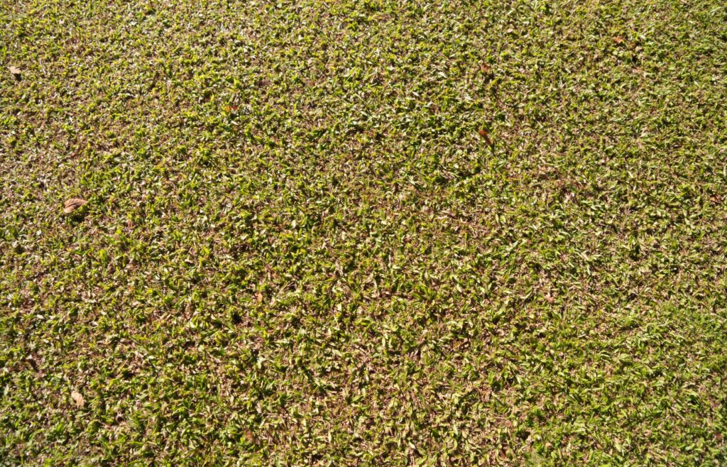 Lawn maintenance mistake showing grass cut too short and appearing patchy and stressed.