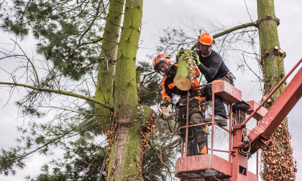 Professional arborists on lift performing tree removal with chainsaw.