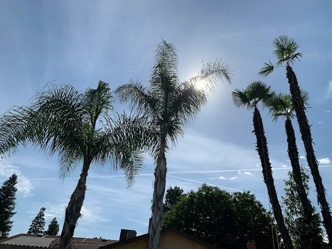 Tree Service